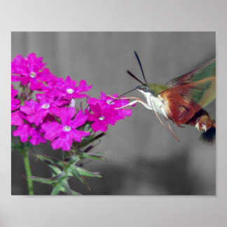 Poster Wing Humming Bird Moth