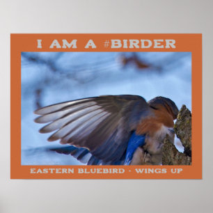 Poster Wings Up Eastern Bluebird Birder