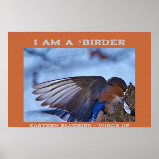 Poster Wings Up Eastern Bluebird Birder (Frente)