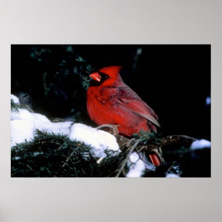 Poster Winter Beauty