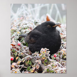 Poster Winter Blackbird