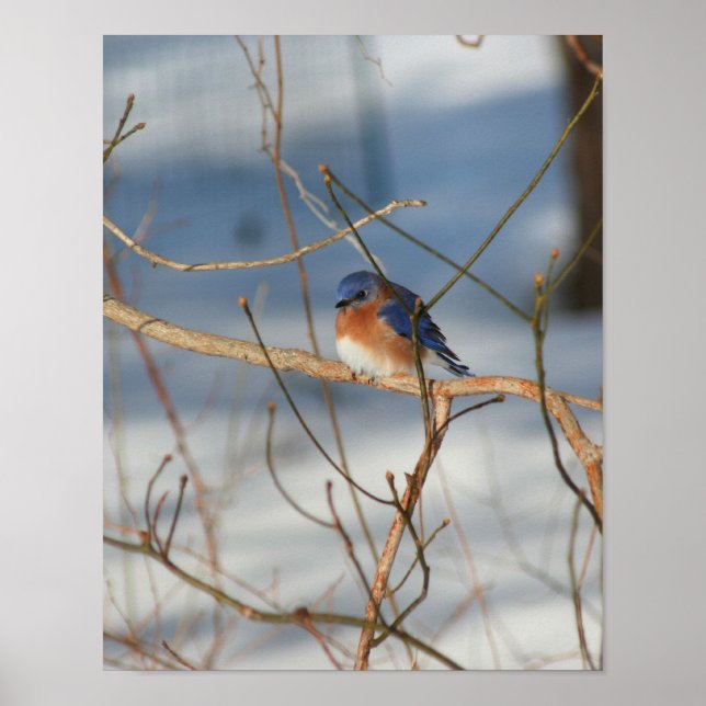 Poster Winter Bluebird Animal (Frente)