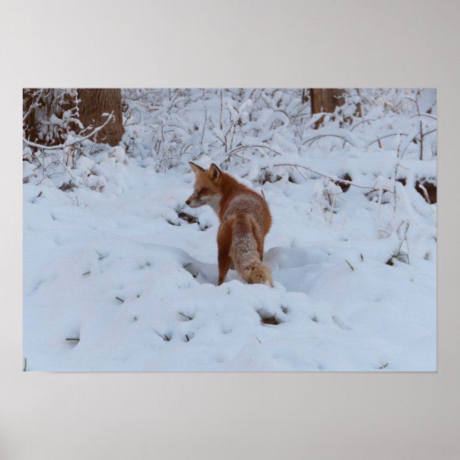 Poster Winter Fox (Frente)