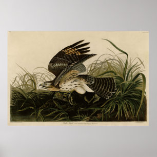 Poster Winter Hawk, Pássaros da América de John James Aud