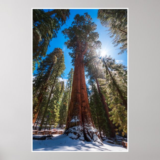 Poster Winter Light Giant Sequoia General Sherman Print (Frente)