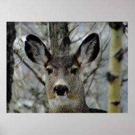 Poster Winter Mule Deer Close-up