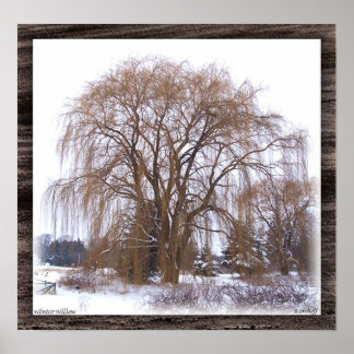 Pôster Winter Willow- Matted