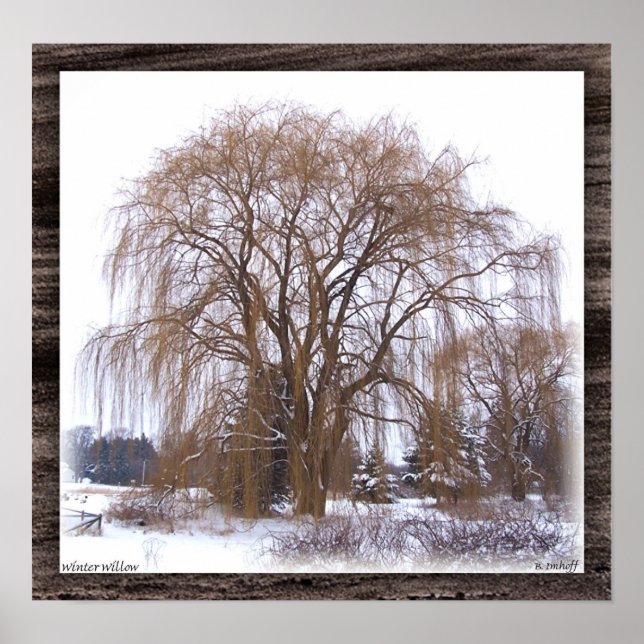 Pôster Winter Willow- Matted (Frente)