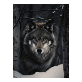 Pôster Winter Wolf Gaze Poster