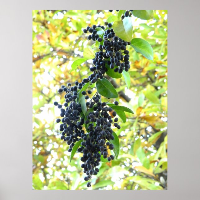 Poster Wintering Berries (Frente)