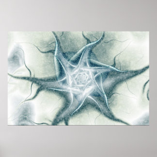 Poster Winterrose