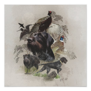 Pôster Wirehaired Pointer, Países Continental