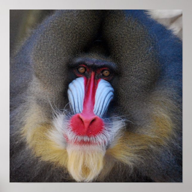 Pôster Wise Mandrill Monkey (Frente)