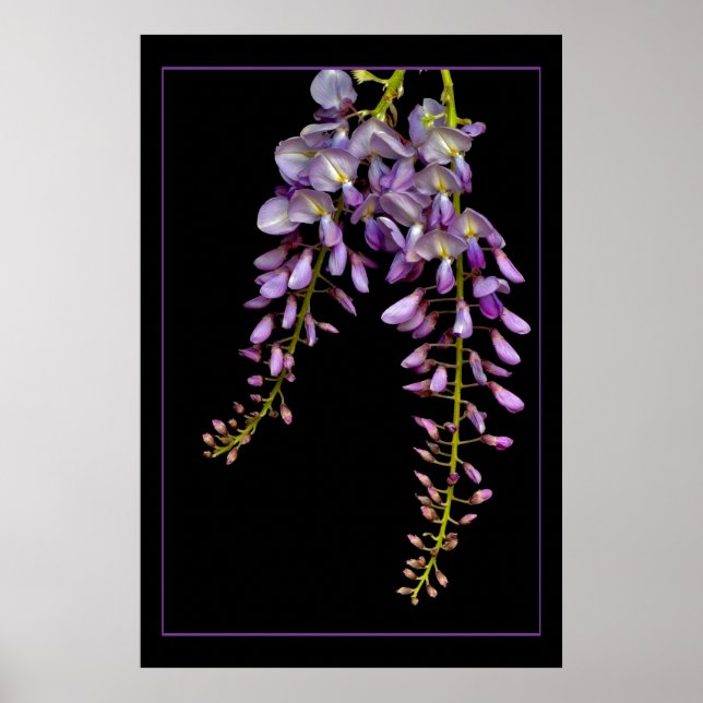 Poster Wisteria (Frente)