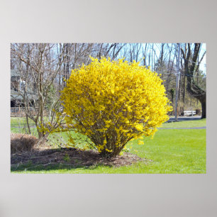 Poster Wisteria amarela Bush