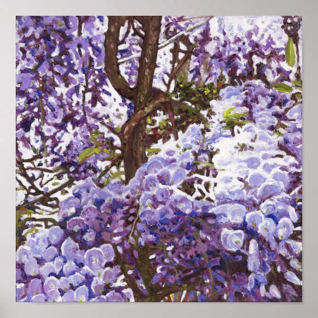 Poster Wisteria azul 2011 (Frente)