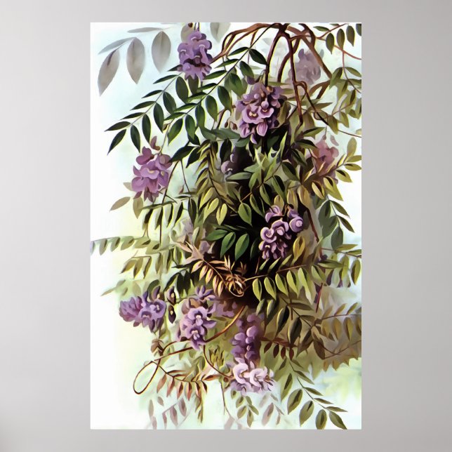Poster Wisteria Frutescens Pintura Botânica (Frente)