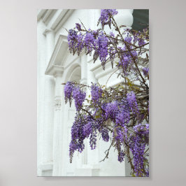 Poster Wisteria, Igreja Antiga, Charleston, Carolina do S