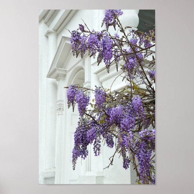 Poster Wisteria, Old Church, Charleston, Carolina do Sul (Frente)