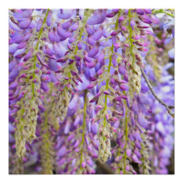 Pôster Wisteria Purple Floral Flor Tree Violet