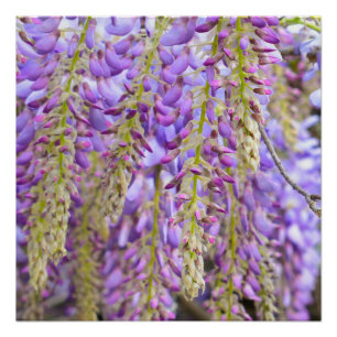 Pôster Wisteria Purple Floral Flor Tree Violet