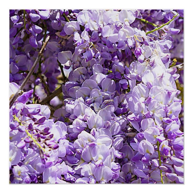Pôster Wisteria Purple Floral Flor Tree Violet (Frente)