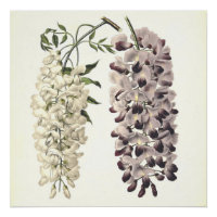 Wisteria Sinensis Arte Botânica Isolada Em Branco
