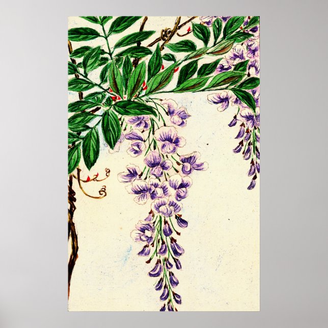 Poster Wisteria Vine Blooms 1870 (Frente)