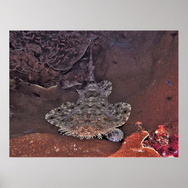 Poster Wobbegong (Frente)