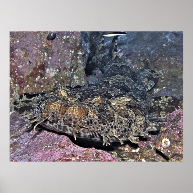 Poster Wobbegong Close Up (Frente)