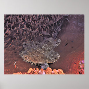 Poster Wobbegong em Raja Ampat
