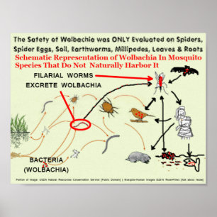 Poster Wolbachia Infected Mosquito Riscos por RoseWrites