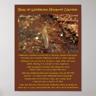 Poster Wolbachia Mosquito Control Risks by RoseWrites