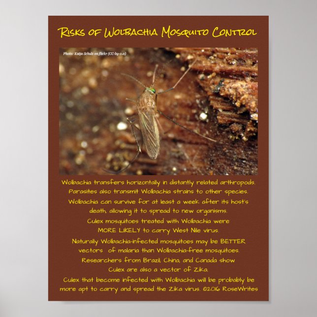 Poster Wolbachia Mosquito Control Risks by RoseWrites (Frente)
