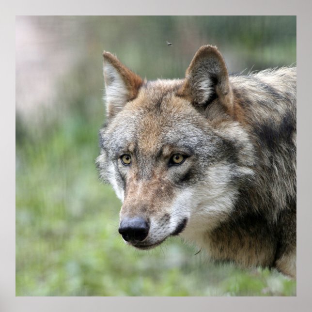 Pôster Wolf 001 (Frente)