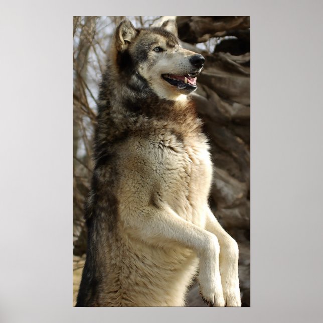 Poster Wolf Beggin (Frente)