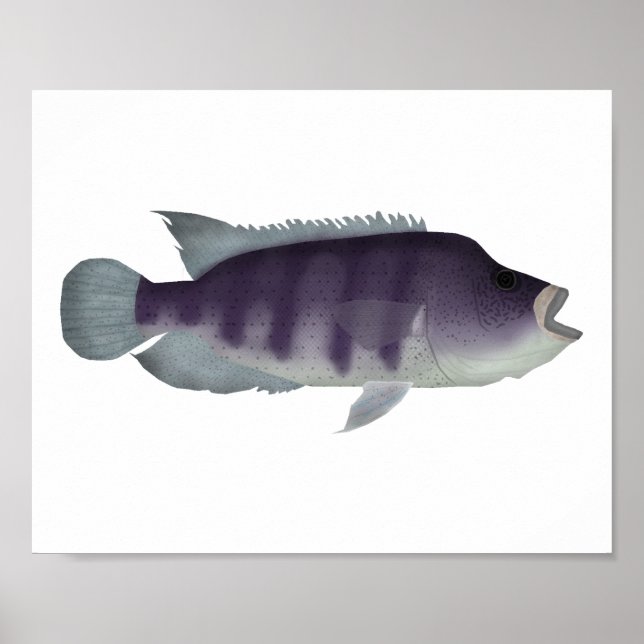 Poster Wolf Cichlid (Frente)