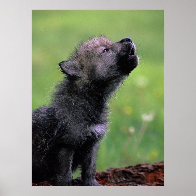Pôster Wolf Cub Howling (Frente)