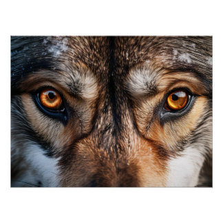 Pôster Wolf Gaze