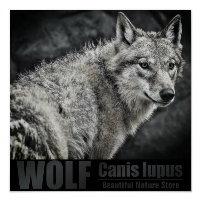 Pôster WOLF：Glossy Poster (Frente)