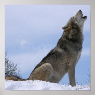Pôster Wolf Howling, Cinza de inverno