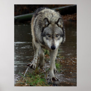 Poster Wolf On the Prowl