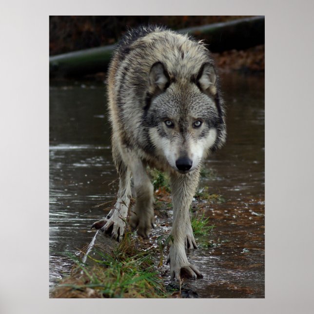 Poster Wolf On the Prowl (Frente)