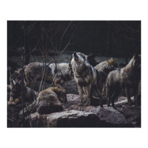 Pôster Wolf Pack