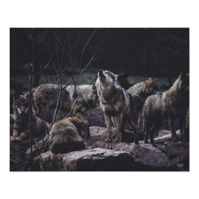 Pôster Wolf Pack (Frente)