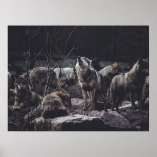 Poster Wolf Pack