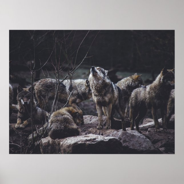Poster Wolf Pack (Frente)