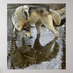 Poster Wolf Refletion