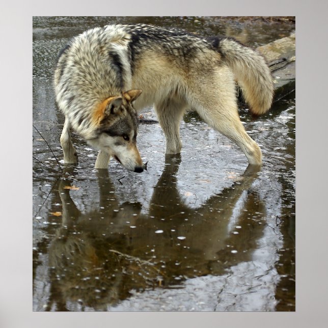 Poster Wolf Refletion (Frente)