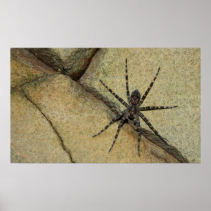 Pôster Wolf Spider